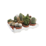 Kaktus mix wys. 12 cm don. 8,5 cm