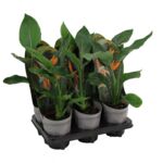 Strelicja królewska 35 cm doniczka 12 cm