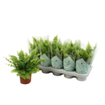 Paproć nerfolepsis 25 cm doniczka 12 cm