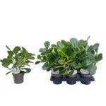 Clusia 35 cm doniczka 12 cm