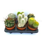Kaktus mix 20 cm doniczka 14 cm