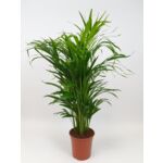 Palma Areka 77 cm doniczka 17 cm