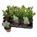 Opuncja 15 cm doniczka 8 cm