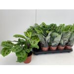Maranta 30 cm doniczka 12 cm