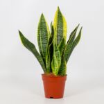 Sansewieria Futura Superba wys.30 cm don. 12 cm