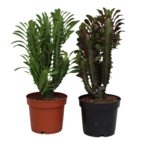 Wilczomlecz mix 27 cm doniczka 12 cm