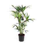 Kentia 120 cm doniczka 21 cm