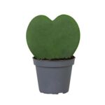 Hoja Kerri 12 cm doniczka 6 cm