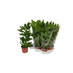 Fatsja japońska 50 cm doniczka 17 cm