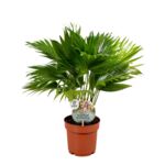 Liwistona 55 cm doniczka 14 cm