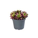 Anacampseros 14 cm doniczka 6 cm