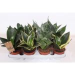 Sansevieria mix 25 cm doniczka 9 cm
