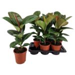 Fikus Robusta 65 cm doniczka 17 cm