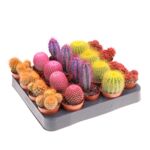 Kaktus malowany mix 8 cm doniczka 5,5 cm