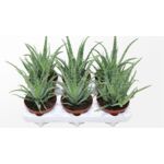 Aloes drzewiasty 20 cm doniczka 12 cm