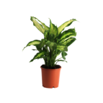 Difenbachia Camila 35 cm doniczka 12 cm