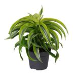 Dracena Dragontree Lemon Surprise 25 cm doniczka 12 cm