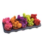 Kaktus malowany mix 15 cm doniczka 10,5 cm