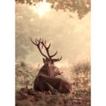 Obraz na płótnie 50 x 70 cm Jeleń