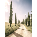 Obraz na płótnie 50 x 70 cm Aleja Cyprysy