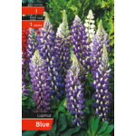 Łubin blue kapers I