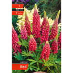 Łubin red kapers I