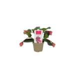 Medinilla 45 x 17 cm