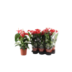 Anthurium wys. 60 cm śr. don. 17 cm czerwony