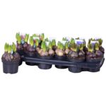 Hyacint mix wys. 15 cm doniczka 10,5 cm