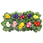 Primula 15 cm doniczka 10,5 cm