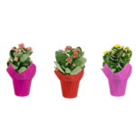 Kalanchoe mix z osłonką