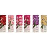 Róża wielkokwiatowa Dessa biało-różowa balot