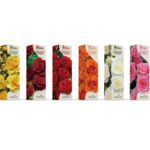 Róża wielkokwiatowa Mr. Linkoln bordowa balot