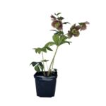 Ciemiernik mix 25 cm doniczka 13 cm