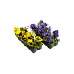 Bratek wielkokwiatowy mix 10-pak wys. 15 cm doniczka 6 cm