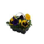 Bratek wielkokwiatowy mix 6-pak wys. 15 cm doniczka 6 cm