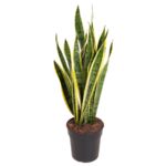 Sanseveria Laurenti wys. 80 cm don. 21 cm