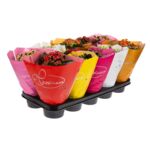 Kalanchoe mix 22 cm don. 12 cm wys. 28 cm