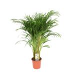 Palma Areka 100 cm doniczka 21 cm