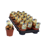 Narcyz mix 15 cm doniczka 9 cm