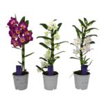 Dendrobium mix 40 cm doniczka 12 cm