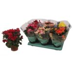 Begonia mix wys. 30 cm don. 14 cm