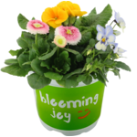 Bratek Trio Collection 20 cm doniczka 12 cm