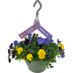 Bratek drobnokwiatowy mix 30 cm wisząca doniczka 21 cm