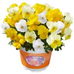 Bratek drobnokwiatowy mix 20 cm doniczka 15 cm