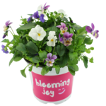 Bratek cornuta mix 15 cm doniczka 12 cm