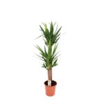Yucca 150 cm doniczka 24 cm