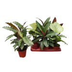 Calathea mix 40 cm doniczka 12 cm