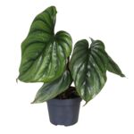 Philodendron Colombia 30 cm doniczka 12 cm