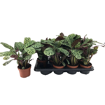 Ctenanthe 30 cm doniczka 12 cm